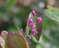 Nice red flowers and mottled foliage